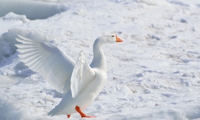 Пуховые подушки